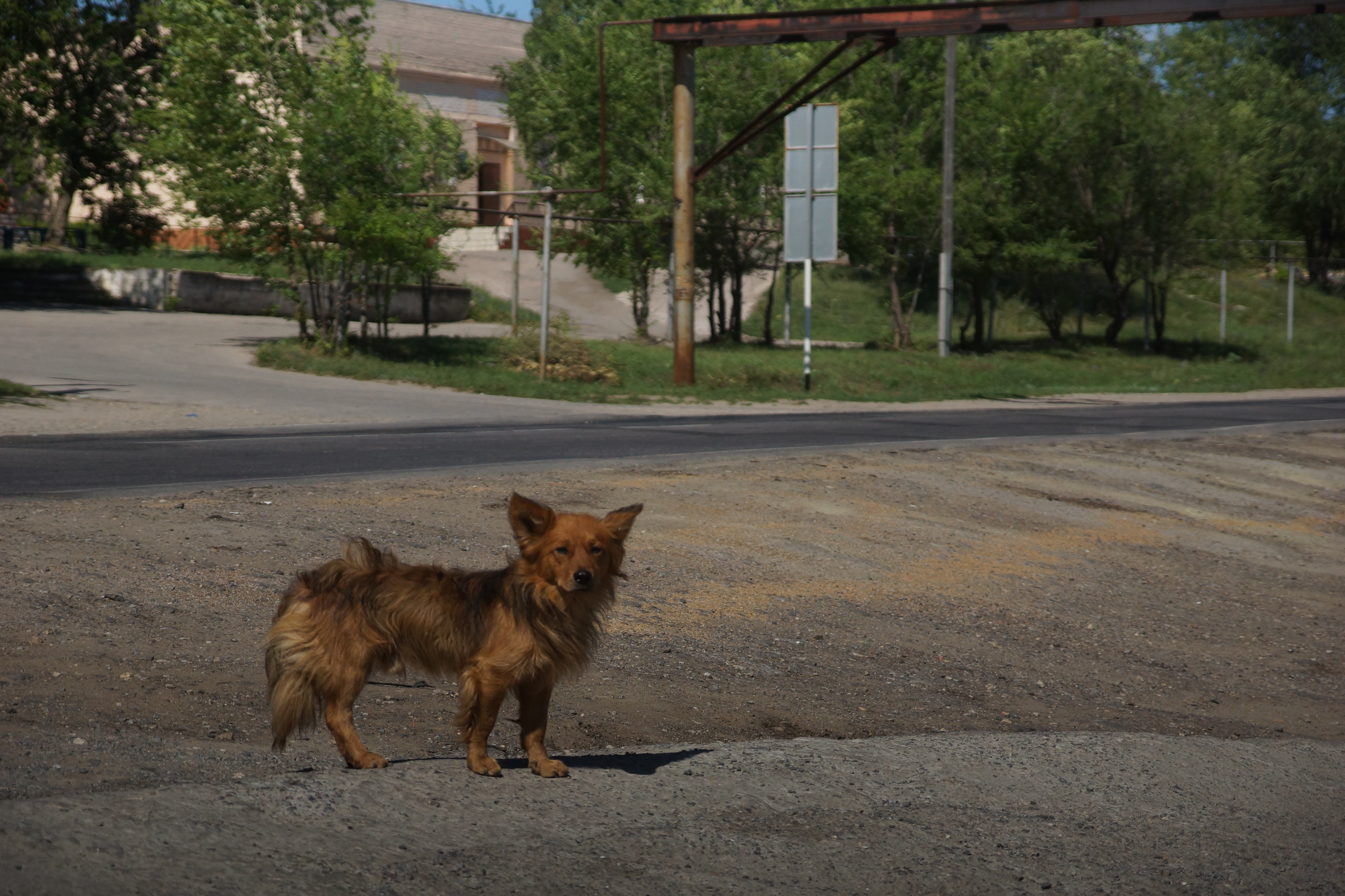 Пес жив и здоров