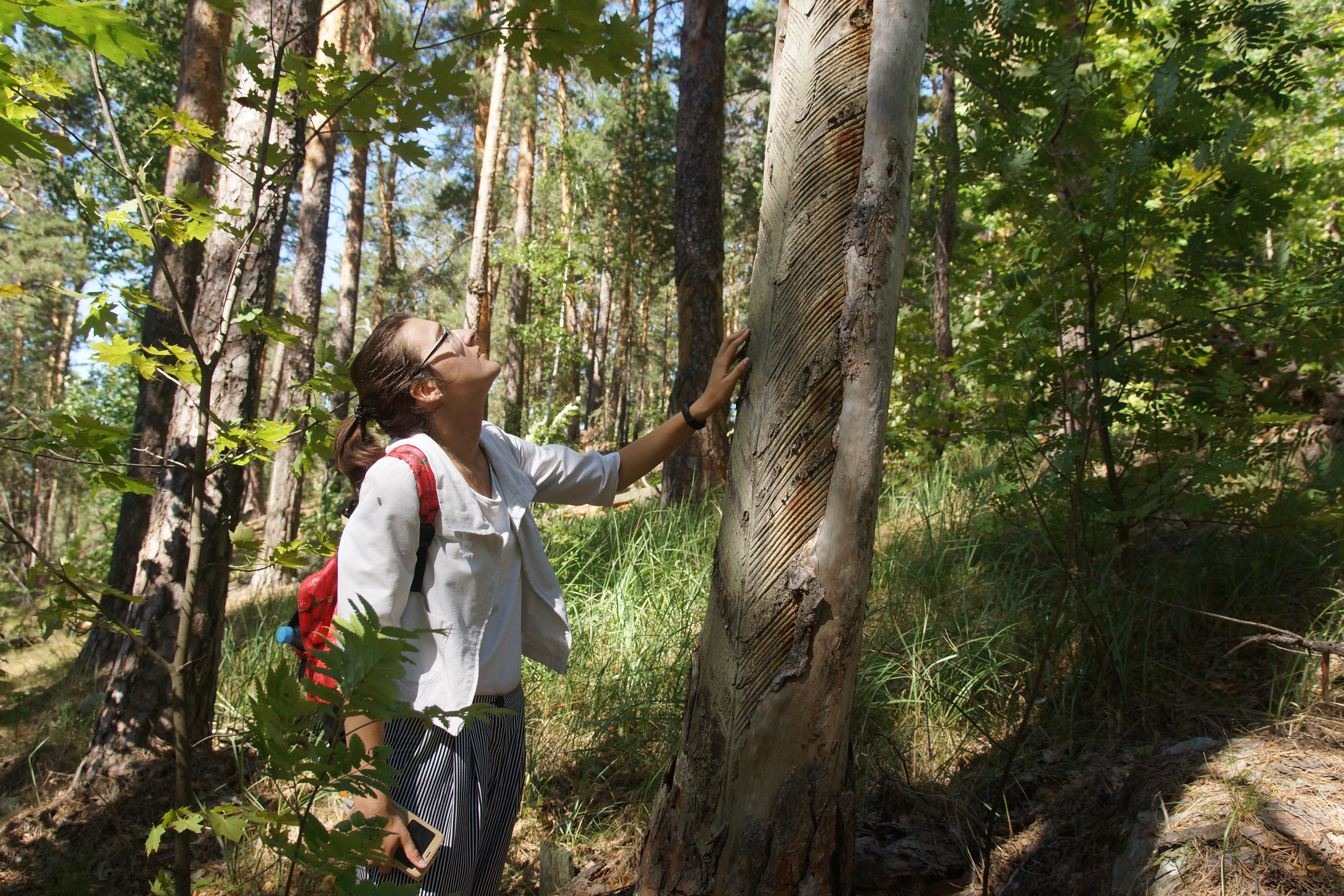 Раньше здесь добывали смолу