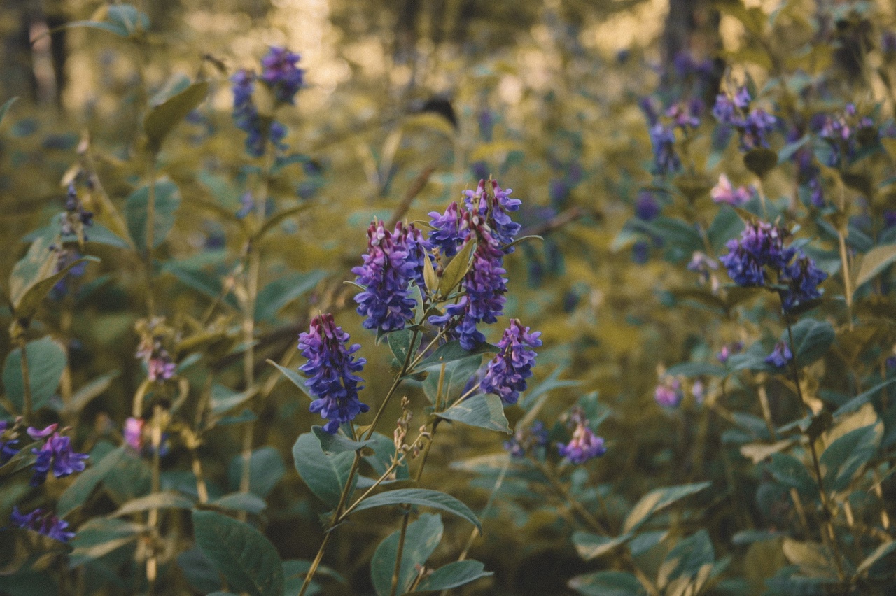 Цветочки в ущелье
