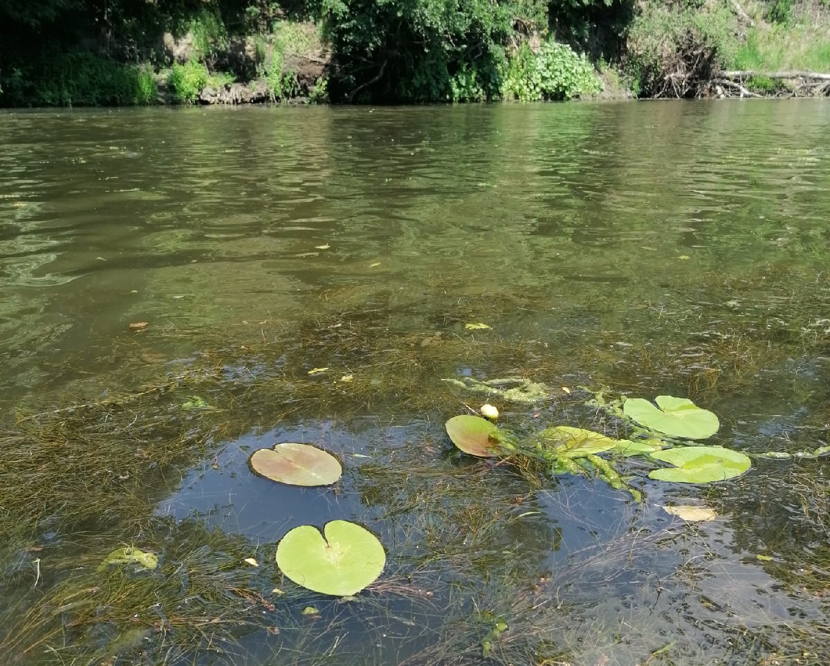 Охота на кувшинки идет полным ходом