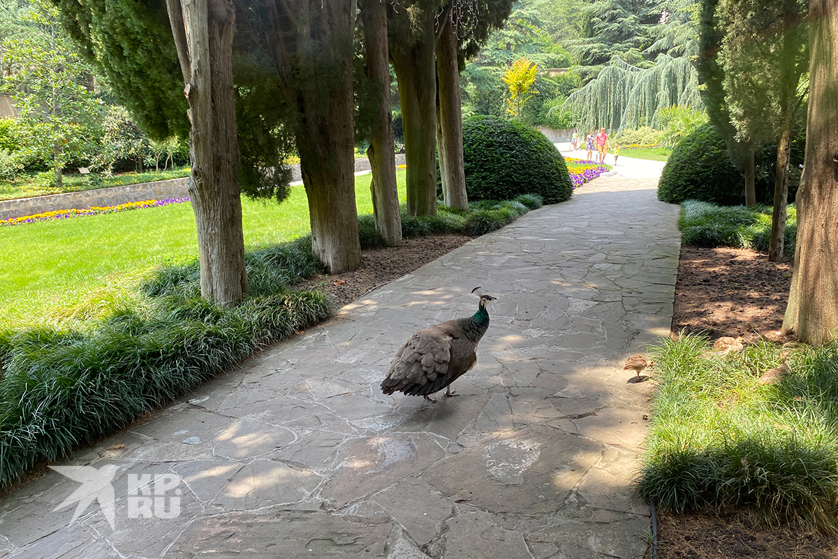 Павлины неспешно прогуливаются по дорожкам парка.