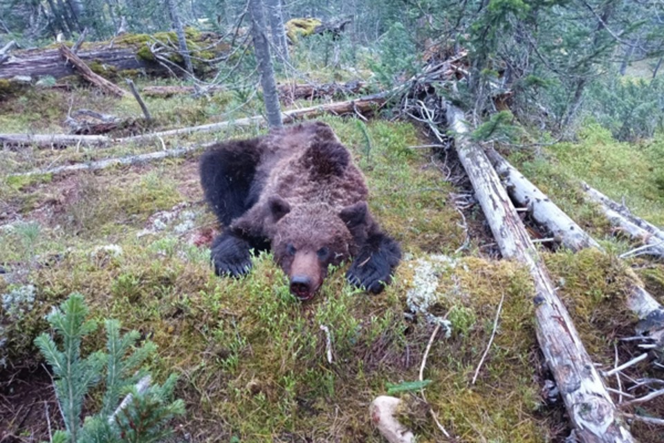 Это хищник, убивший в Ергаках 16-летнего подростка. Фото: парк Ергаки.