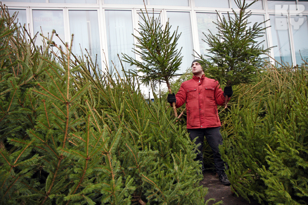 почему не пахнет елка в квартире. 749013. почему не пахнет елка в квартире фото. почему не пахнет елка в квартире-749013. картинка почему не пахнет елка в квартире. картинка 749013. Свежая и не обмороженная ёлка достаточно сильно пахнет, её хвоя насыщенного зелёного цвета и слегка маслянистая на ощупь. Ветки крепкие и гибкие, их не так-то легко обломить. почему не пахнет елка в квартире. 749013. почему не пахнет елка в квартире фото. почему не пахнет елка в квартире-749013. картинка почему не пахнет елка в квартире. картинка 749013. Свежая и не обмороженная ёлка достаточно сильно пахнет, её хвоя насыщенного зелёного цвета и слегка маслянистая на ощупь. Ветки крепкие и гибкие, их не так-то легко обломить.